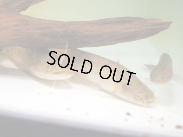 画像4: マナマズ(18cm±)WILD (4)