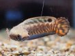 画像2: レインボースネークヘッド(7cm±)上物 WILD (2)