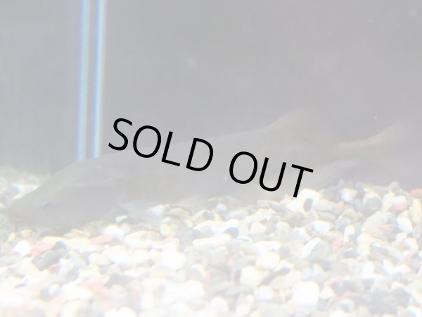 画像4: モルミロプス アングイロイデス(8cm±)WILD (4)