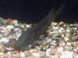 画像5: モルミロプス アングイロイデス(8cm±)WILD (5)