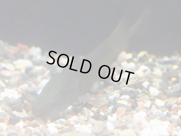 画像5: モルミロプス アングイロイデス(8cm±)WILD (5)