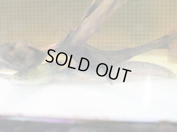 画像3: マナマズ(18cm±)WILD (3)