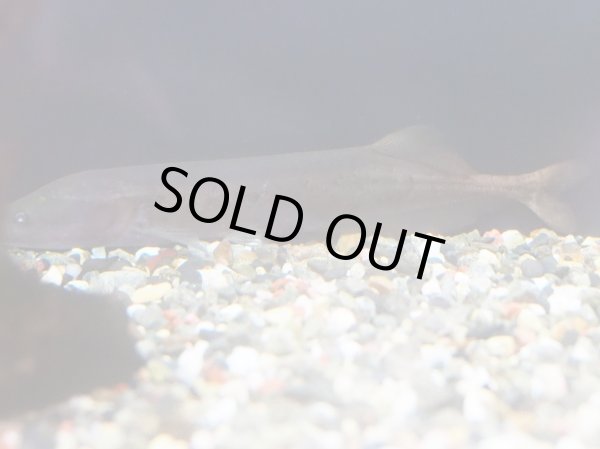 画像2: モルミロプス アングイロイデス(8cm±)WILD (2)