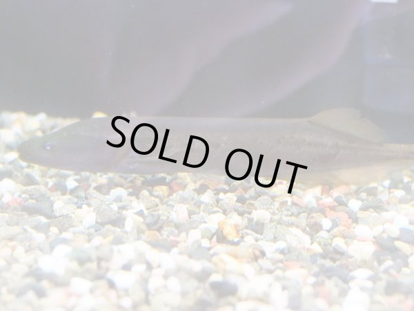 画像3: モルミロプス アングイロイデス(8cm±)WILD (3)