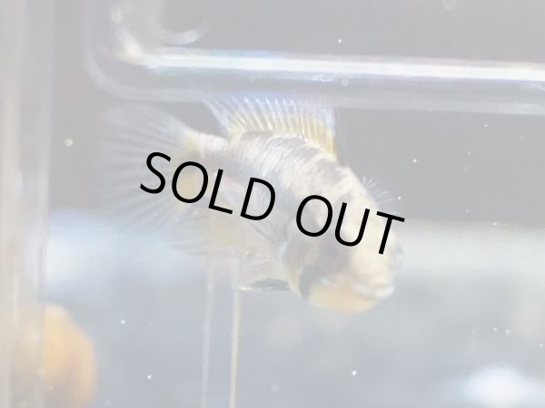 画像5: アピストグラマ サルピンクション 1ペア 上物 WILDアノリ (5)