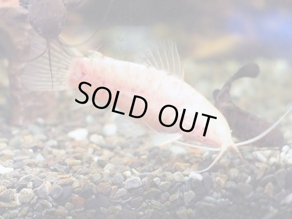 画像3: アルビノヨロイナマズ 1ペア (3)