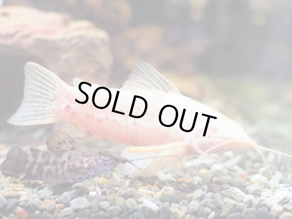 画像5: アルビノヨロイナマズ 1ペア (5)