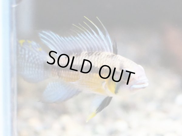 画像2: アピストグラマ サルピンクション 1ペア 上物 WILDアノリ (2)