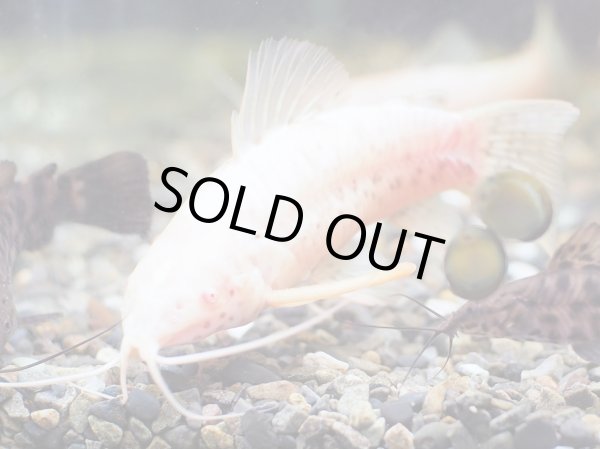 画像2: アルビノヨロイナマズ 1ペア (2)