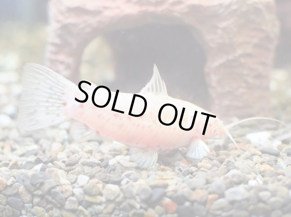 画像4: アルビノヨロイナマズ 1ペア (4)