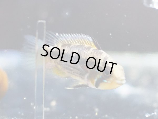 画像4: アピストグラマ サルピンクション 1ペア 上物 WILDアノリ (4)