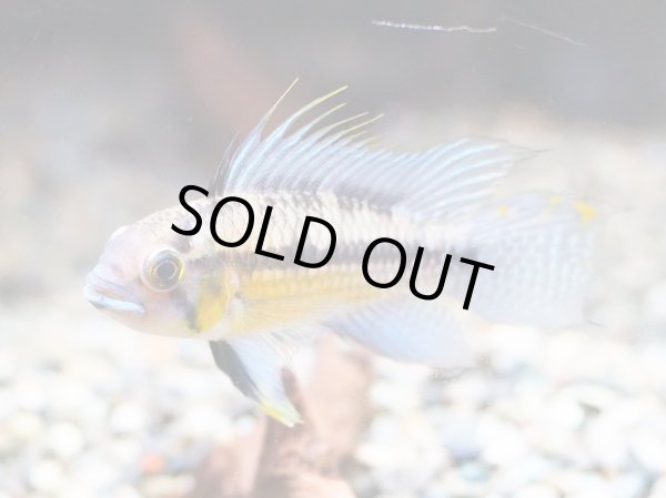 画像3: アピストグラマ サルピンクション 1ペア 上物 WILDアノリ (3)