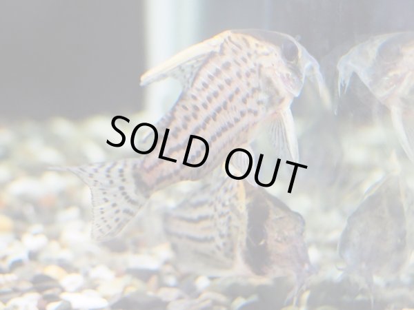 画像3: コリドラス ウルトラシュワルツィ WILD (3)