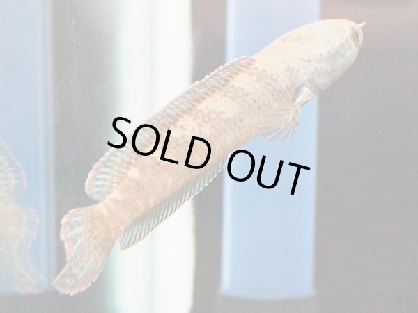 画像3: バーミーズレッドフィン スネークヘッド(10cm±)WILD (3)