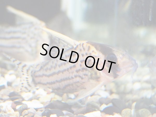 画像2: コリドラス ウルトラシュワルツィ WILD (2)