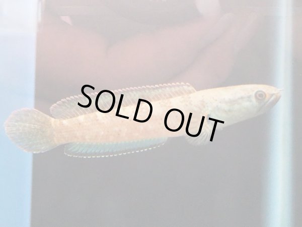 画像2: バーミーズレッドフィン スネークヘッド(10cm±)WILD (2)