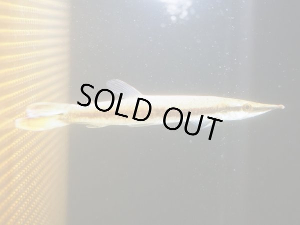 画像2: ゴールデンパイクカラシン(16cm±)WILD (2)