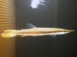 画像1: ゴールデンパイクカラシン(16cm±)WILD (1)