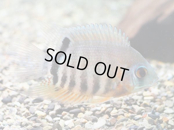 画像2: オレンジショルダーセベラム(7cm±) (2)