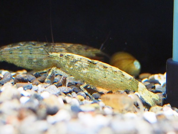 画像5: アジアロックシュリンプ(6cm±) (5)