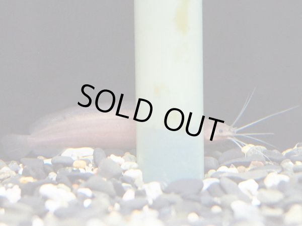 画像4: クラリアス アンソルギー(6cm±)WILDコンゴ (4)