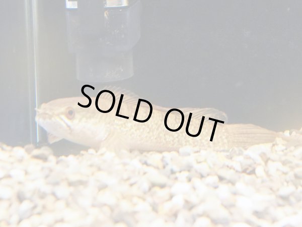 画像2: チャンナ メラノスティグマ(12cm±)WILD (2)