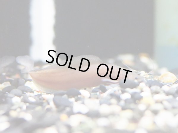 画像3: クラリアス アンソルギー(6cm±)WILDコンゴ (3)