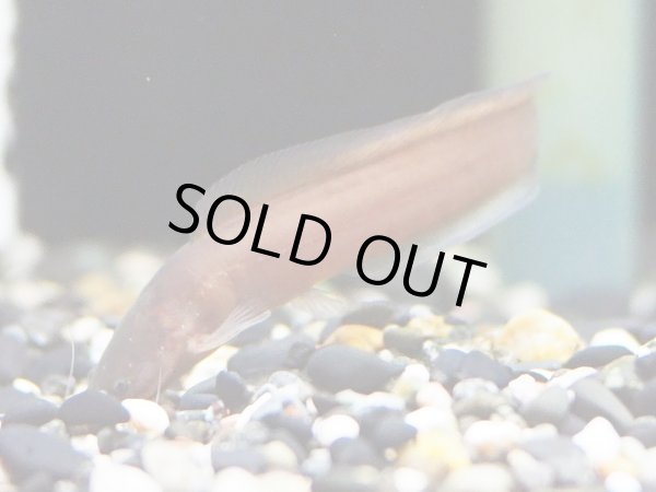 画像2: クラリアス アンソルギー(6cm±)WILDコンゴ (2)