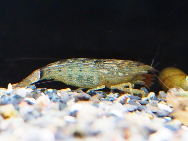 画像6: アジアロックシュリンプ(6cm±) (6)