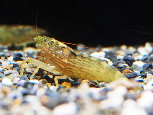 画像4: アジアロックシュリンプ(6cm±) (4)