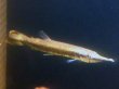 画像2: ルシウスハイドロシナスガー(14cm±)WILDコロンビア (2)