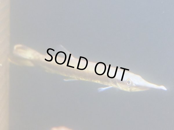 画像2: ルシウスハイドロシナスガー(14cm±)WILDコロンビア (2)