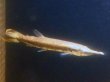 画像1: ルシウスハイドロシナスガー(14cm±)WILDコロンビア (1)