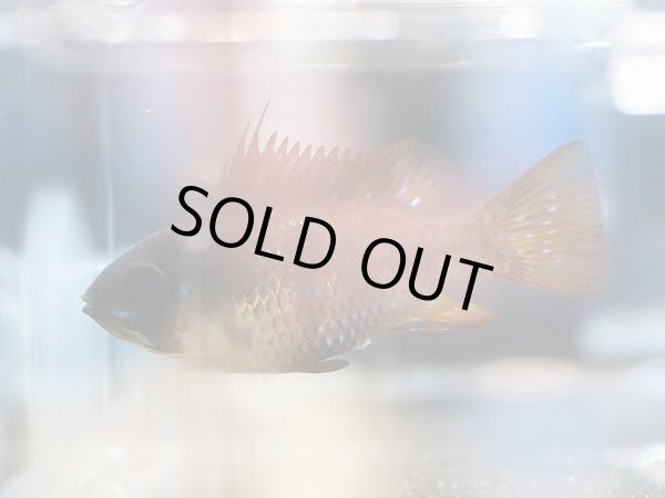 画像3: ダークナイトラミレジィ 1ペア (3)