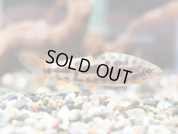 画像2: ストロベリーガラナ レポリヌス(5cm±)ブリード (2)