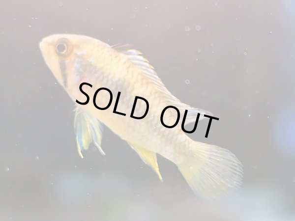 画像2: アピストグラマ ノーベルティ メスのみ WILDペルー (2)