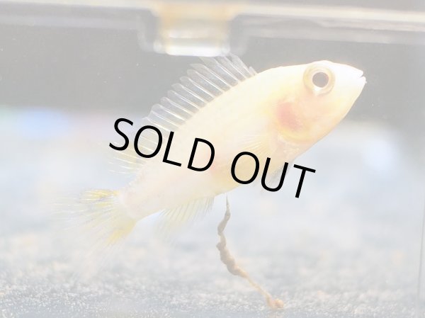 画像3: アピストグラマ カカトイデス ゴールデン 1ペア EUブリード (3)