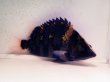 画像2: ニューギニア ダトニオ(18cm±)WILD (2)