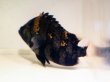 画像3: ニューギニア ダトニオ(18cm±)WILD (3)