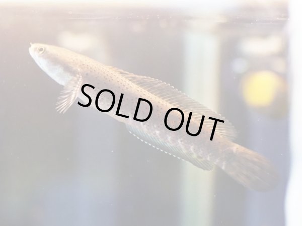 画像3: チャンナ プルクラ(8cm±)ブリード (3)