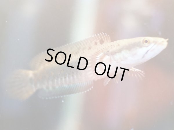 画像2: チャンナ プルクラ(8cm±)ブリード (2)