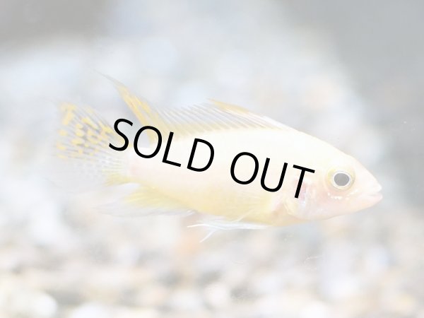 画像2: アピストグラマ カカトイデス ゴールデン 1ペア EUブリード (2)