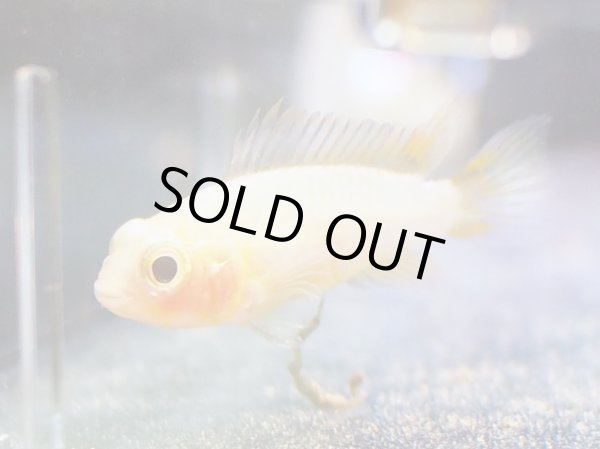 画像4: アピストグラマ カカトイデス ゴールデン 1ペア EUブリード (4)