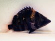 画像1: ニューギニア ダトニオ(18cm±)WILD (1)