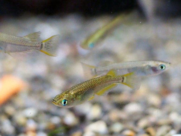 画像2: エサ用メダカ 100匹 (2)