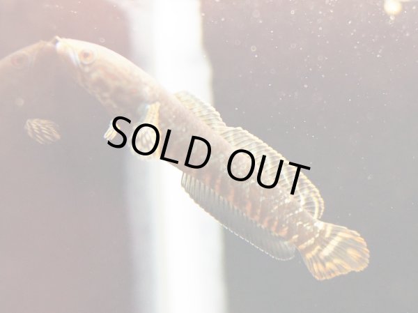 画像2: レインボースネークヘッド(8cm±)WILD (2)