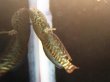 画像3: レインボースネークヘッド(8cm±)WILD (3)