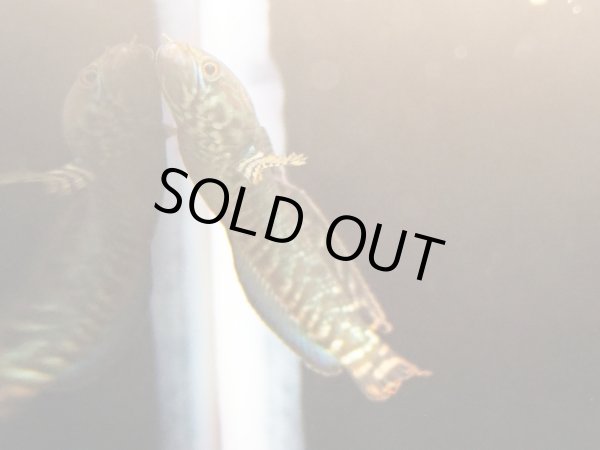 画像3: レインボースネークヘッド(8cm±)WILD (3)