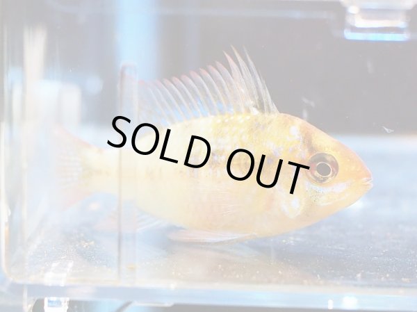 画像3: ブリリアントラミレジィ 1ペア 上物 (3)