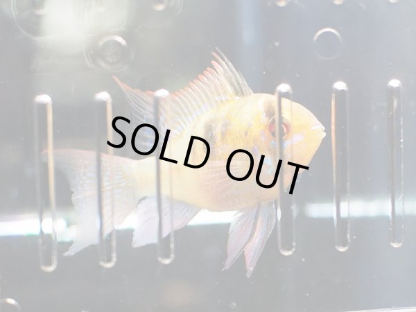 画像2: ブリリアントラミレジィ 1ペア 上物 (2)